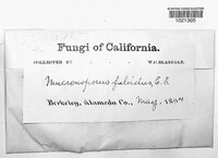 Image of Fuscoporia ferrea